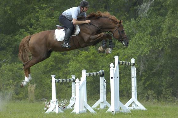 Belgian Sport Horse